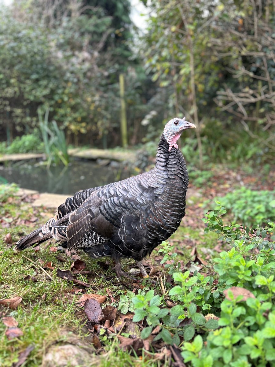 Today is Thanksgiving, a time of love and gratitude for many.
Unfortunately millions of turkeys are also consumed, having lost their lives for this celebration. Our beautiful rescue Pickles asks you to celebrate this holiday with peace and compassion #Thanksgiving #vegan