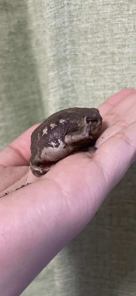 うちにアメフクラガエルが来た🐸
かわいい

 #アメフクラガエル