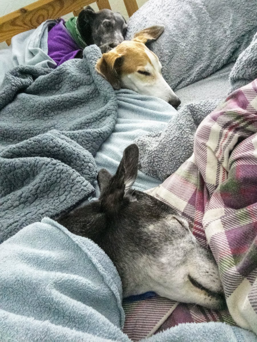 3 in the bed and the little one wondered when <a href="/OctopusEnergy/">Octopus Energy</a>  Agile's going to have some cheap power again so we can have a toasty house.