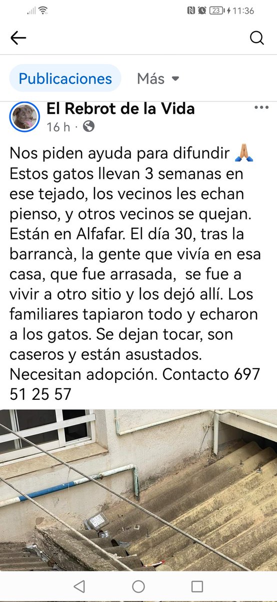 jacamp98's tweet image. Visto en Facebook 
Rt🙏
Estos gatos llevan 3 semanas en ese tejado, los vecinos les echan pienso, y otros vecinos se quejan. Están en Alfafar. El día 30, tras la barrancà, la gente que vivía en esa casa, que fue arrasada,  se fue a vivir a otro sitio y los dejó allí. 697 51 25 57