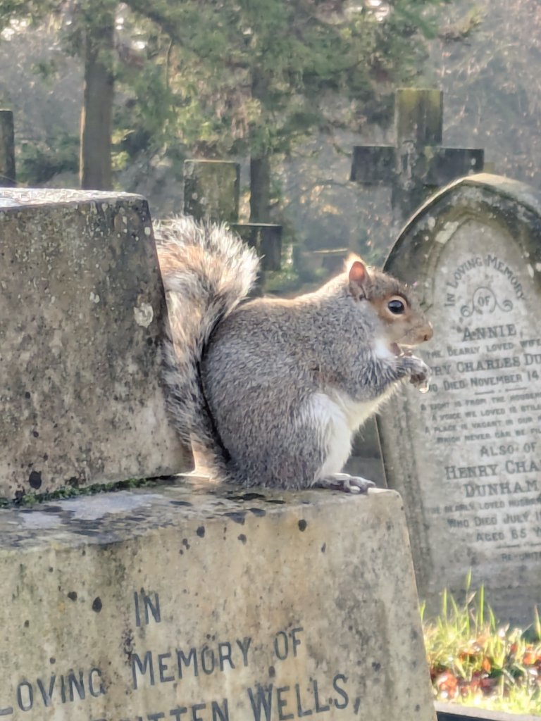 Not everyone's favourite mammal I know but I do enjoy watching the antics of the #Bedford #cemetery squirrels.  It was a frosty start today for the Thursday volunteers.