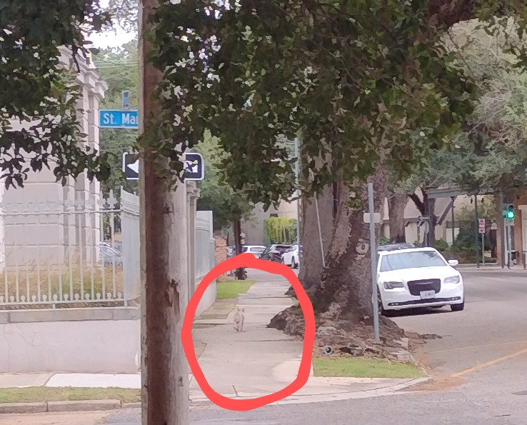 nolacampanella's tweet photo. Scrim sighting, Thanksgiving morning, 9:19am, Prytania at St. Mary @dougmaccash https://t.co/drWMD62p7S