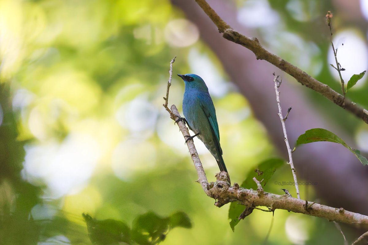 ajinkyabankar's tweet photo. The Bird Migratory Season in a different region... Uttarakhand!
#atithi
#CentralAsianFlyway #birdwatching https://t.co/3iMBwWpyRF