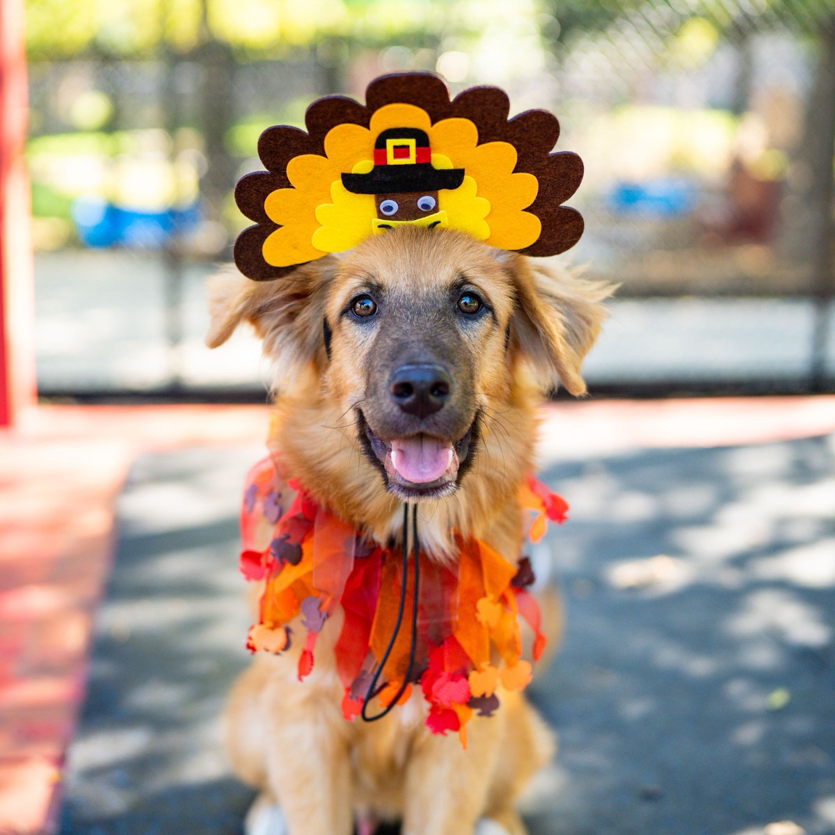 Happy Thanksgiving from our family to yours! 🦃✨  ⁠
⁠
Our shelter is closed today so our team can celebrate with their loved ones, but we’ll be back tomorrow to help you find your furry friend! 🧡  ⁠
⁠