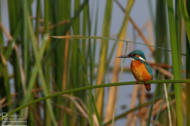 jalalspages's tweet photo. Bird watching: Beautiful birds of Pakistan
https://t.co/TtrCCrrBhK
#birds #Pakistan #photography https://t.co/4V30Gu9RIV