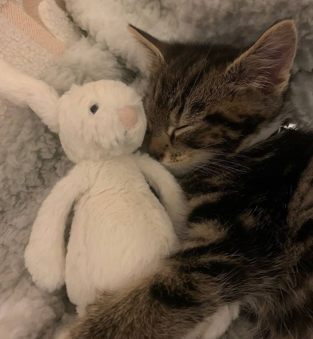 snou ,ouugelign   wi t,    buneiey