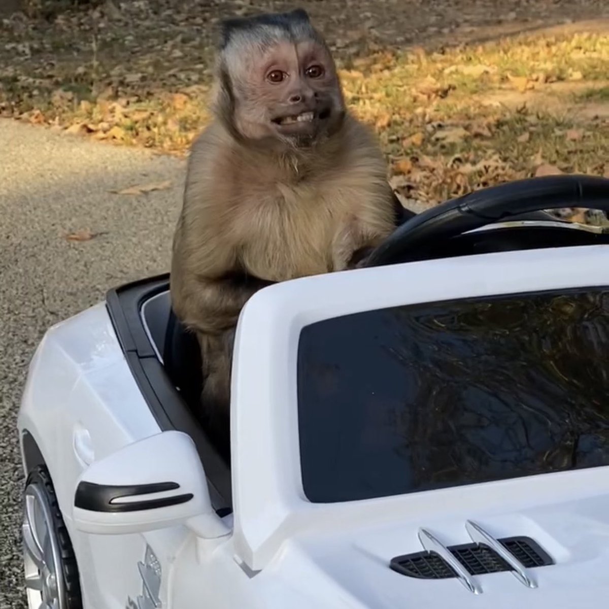 rivers as monkeys (@riversmonkeys) on Twitter photo 