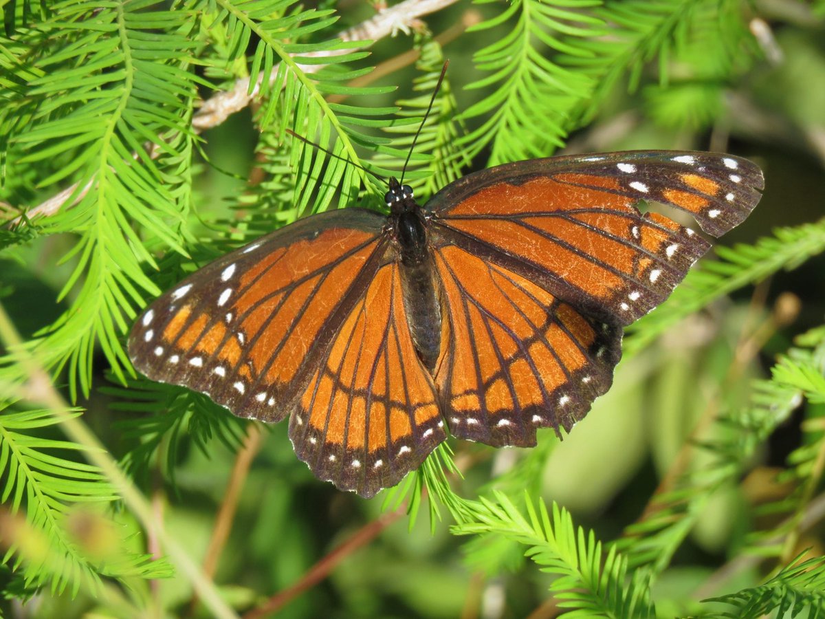 NatureCoaster.com tweet media