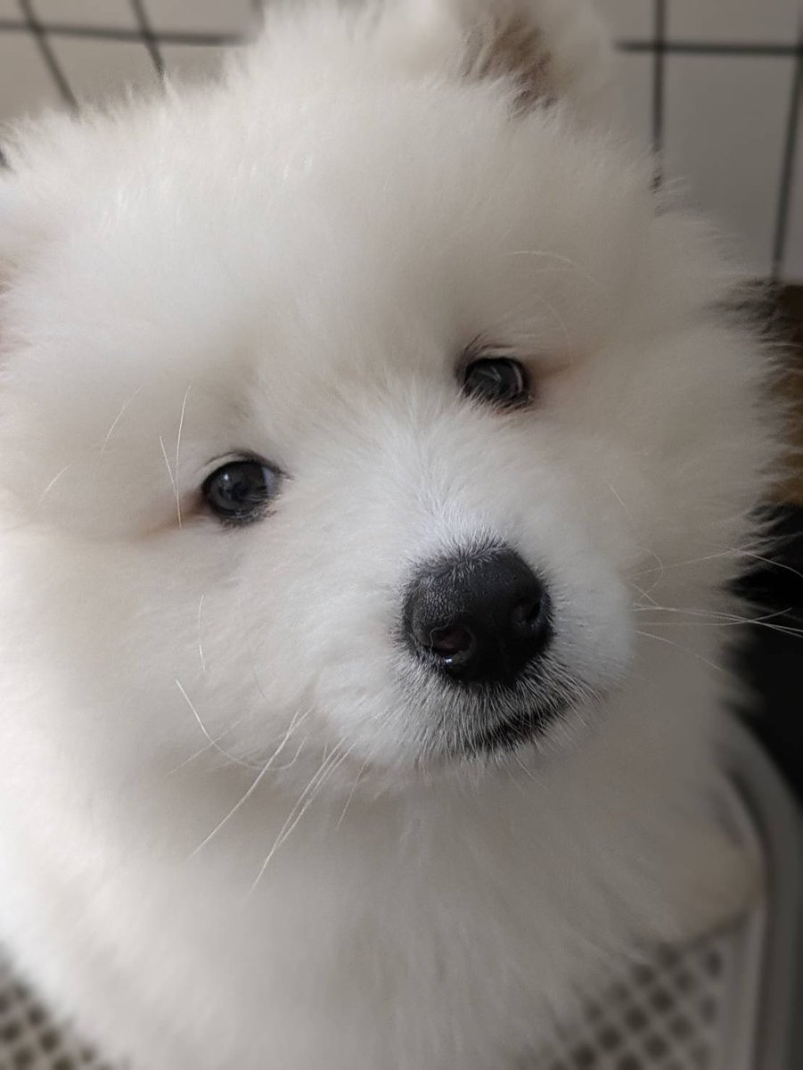 sadaharu__0905's tweet photo. おやさだはる♡
#サモエド #samoyd #犬のいる生活 #犬好きさんとつながりたい #繋がりたい #可愛いと思ったらRT #フォロー返し #パピー犬 #もふもふ https://t.co/j0V32lGMsO