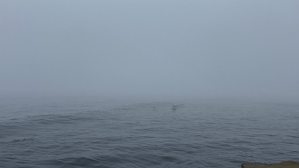 Scintillating tweet media