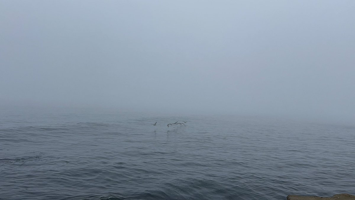 Scintillating tweet media