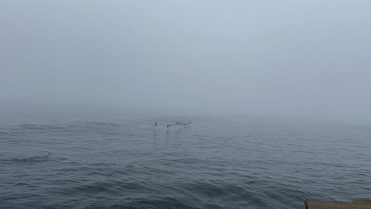 Scintillating tweet media