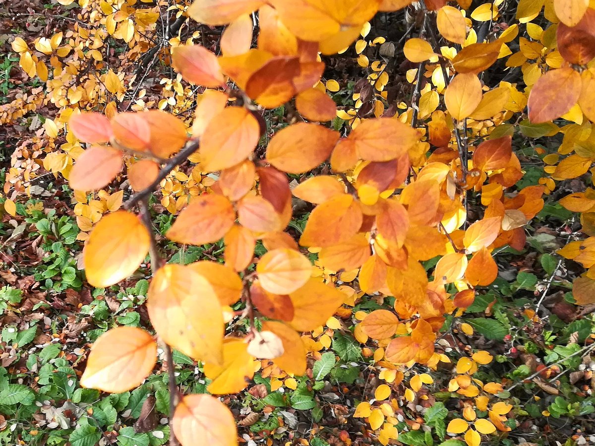 Felsenmispel, ja. Aber welche der 50 Arten?