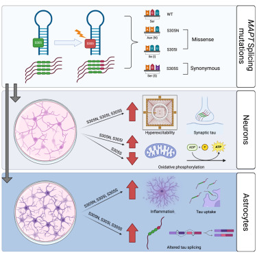 Bowles Lab (@bowles_lab) on Twitter photo Finally got this across the finish line!
We made an isogenic panel of MAPT splicing mutation iPSCs that express high levels of endogenous 4R tau...
...and saw some cool stuff!
👇👇👇
tinyurl.com/38e5d6d2
Big thanks to supporters <a href="/RCFNeuro/">The Rainwater Charitable Foundation</a> <a href="/_BrightFocus/">BrightFocus Foundation</a> <a href="/AFTDHope/">The AFTD</a> & <a href="/UKDRI/">UK Dementia Research Institute</a>! Finally got this across the finish line!
We made an isogenic panel of MAPT splicing mutation iPSCs that express high levels of endogenous 4R tau...
...and saw some cool stuff!
👇👇👇
tinyurl.com/38e5d6d2
Big thanks to supporters <a href="/RCFNeuro/">The Rainwater Charitable Foundation</a> <a href="/_BrightFocus/">BrightFocus Foundation</a> <a href="/AFTDHope/">The AFTD</a> & <a href="/UKDRI/">UK Dementia Research Institute</a>!