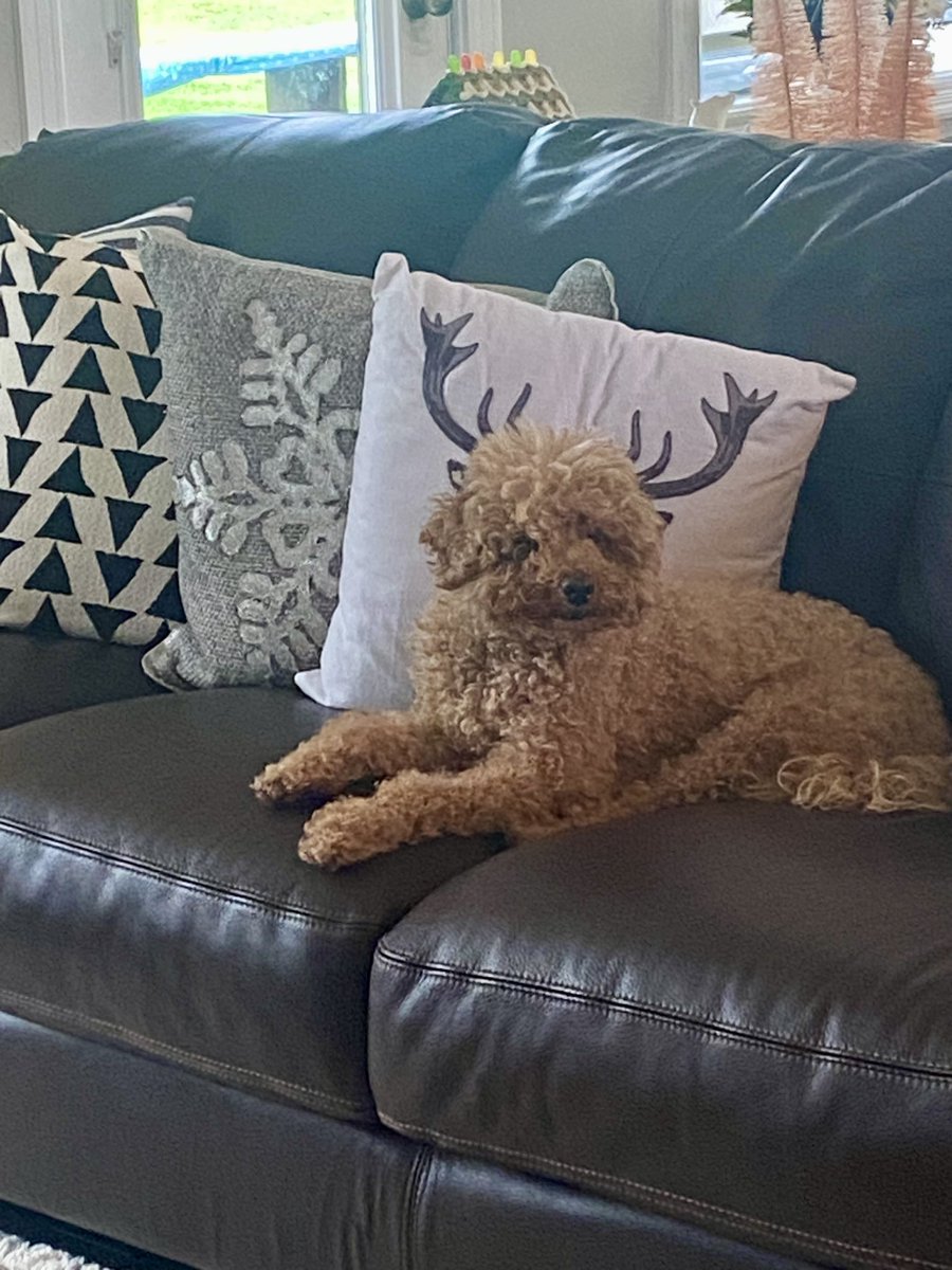 I couldn’t plan this if I tried!! 

Finn placed himself perfectly in front of this pillow —— he has turned himself into  a reindeer! 😅

#mydog
