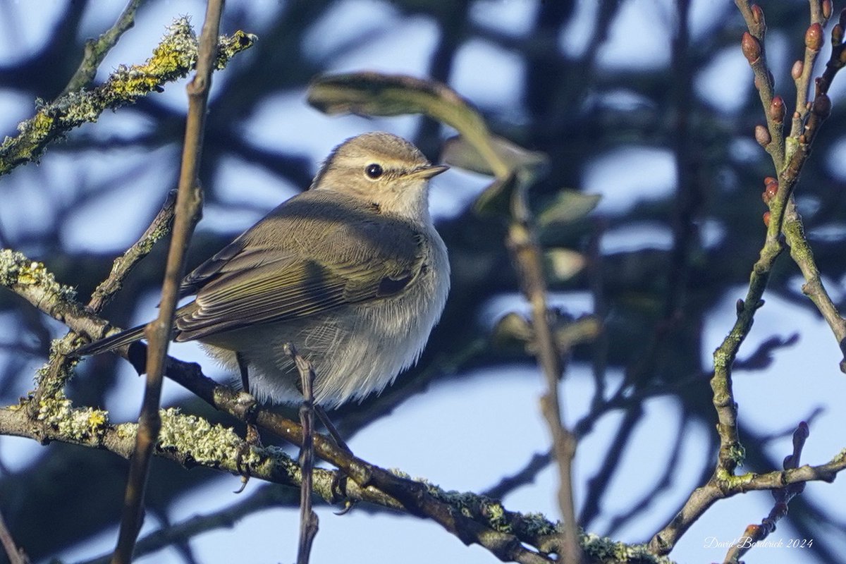 David Borderick (@daveborderick) on Twitter photo Siberian Chiffchaff this morning at SWT Carlton Marshes. <a href="/SWTBroadsWarden/">SWTBroadsWarden</a> <a href="/SWTCarltonMarsh/">SWT Carlton Marshes</a> <a href="/coastalwarden/">SWT North East Suffolk Warden</a> <a href="/suffolkwildlife/">SuffolkWildlifeTrust</a> <a href="/SWT_NE_Reserves/">Suffolk Wildlife Trust North East Reserves</a> <a href="/LowestoftLizard/">Terry Dactyl</a> <a href="/SuffolkBirdGrp/">Suffolk Bird Group</a> <a href="/BTO_Suffolk/">BTO Suffolk</a> <a href="/BINsBirder/">Lee Woods</a> Siberian Chiffchaff this morning at SWT Carlton Marshes. <a href="/SWTBroadsWarden/">SWTBroadsWarden</a> <a href="/SWTCarltonMarsh/">SWT Carlton Marshes</a> <a href="/coastalwarden/">SWT North East Suffolk Warden</a> <a href="/suffolkwildlife/">SuffolkWildlifeTrust</a> <a href="/SWT_NE_Reserves/">Suffolk Wildlife Trust North East Reserves</a> <a href="/LowestoftLizard/">Terry Dactyl</a> <a href="/SuffolkBirdGrp/">Suffolk Bird Group</a> <a href="/BTO_Suffolk/">BTO Suffolk</a> <a href="/BINsBirder/">Lee Woods</a>