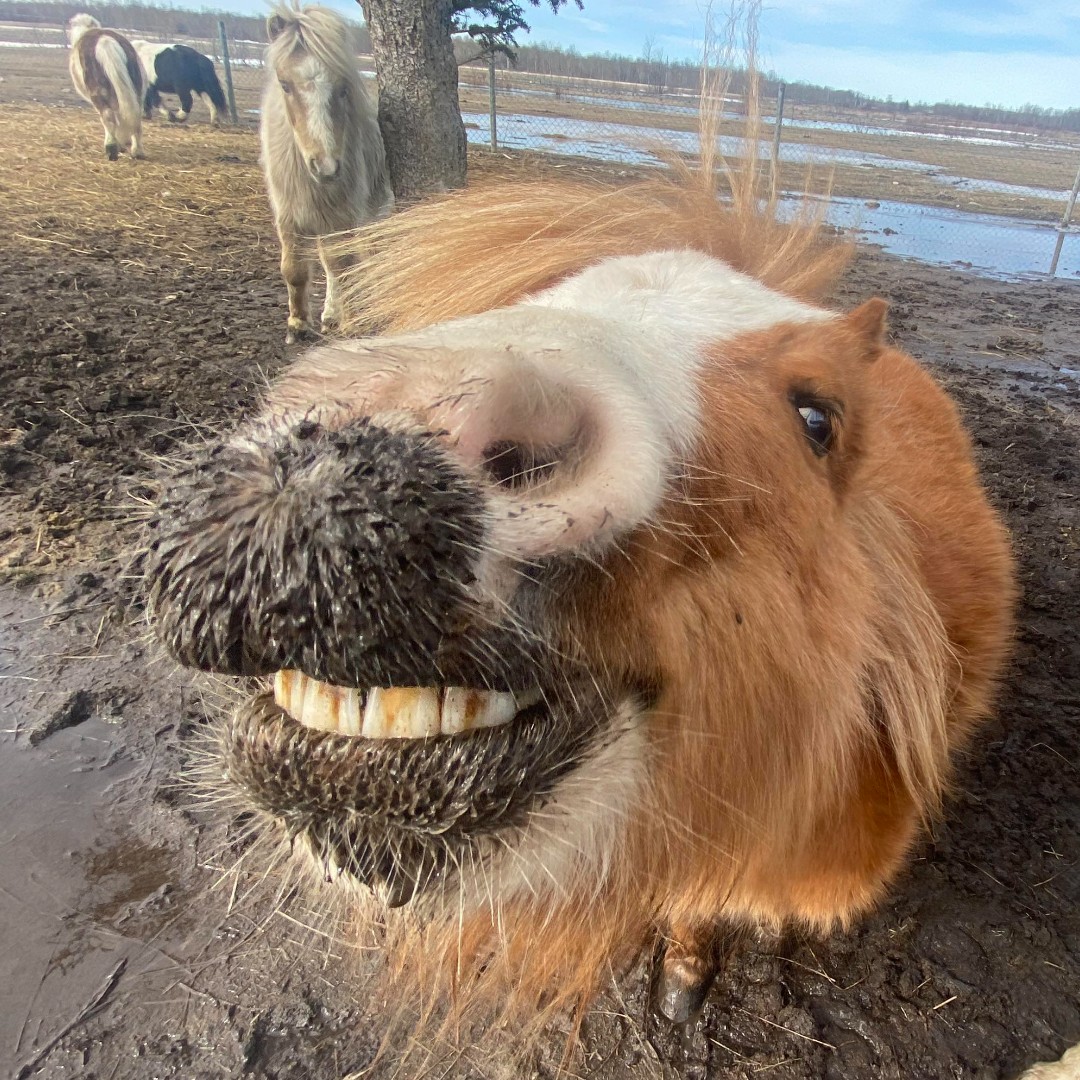 🌪️🐴 Extreme weather ahead? Keep your equine friend safe and comfy! Here are some essential tips: 

1️⃣ Hydration is key - offer fresh water often!  
2️⃣ Provide shelter from the elements🌧️☀️  
3️⃣ Adjust feed for energy needs🍽️  
4️⃣ Monitor hooves &amp; coat regularly🔍
