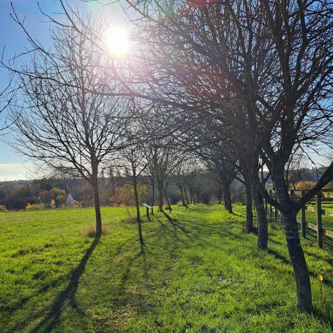 Our site is looking particularly beautiful in the winter sun ❄️☀️

Out 84-acre site is open 10am-4pm over winter, perfect for brisk winter walks 🚶

Then warm up in our cosy cafe Feast with delicious tea and cake 😋

#FoodMuseumUK #Stowmarket #Suffolk #SuffolkCountryside