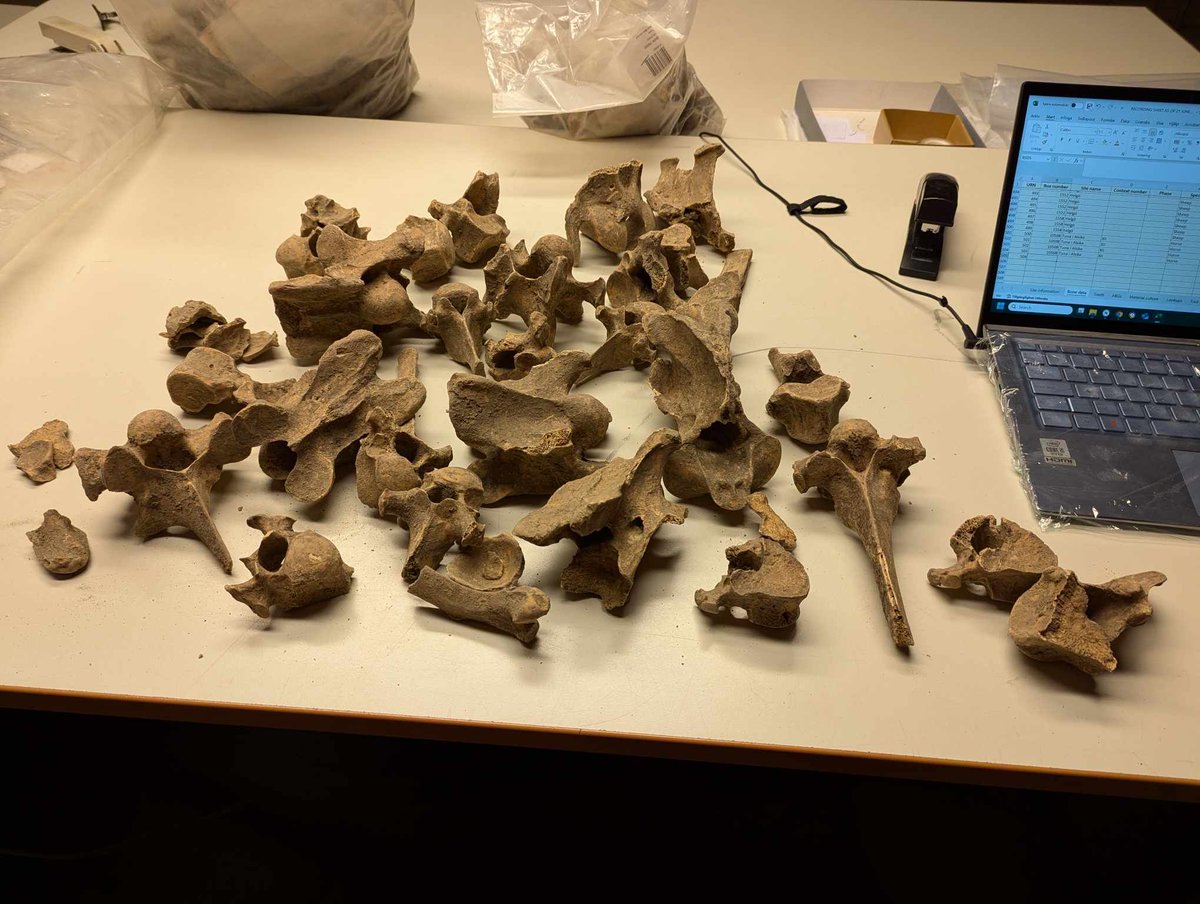 bodypolitics (@bodypoliticserc) on Twitter photo In November, PhD researcher Renate Larssen visited the <a href="/shm_swe/">National Historical Museums Sweden</a> archives in Stockholm, Sweden to look at animal remains from Tuna i Alsike and Helgö. In November, PhD researcher Renate Larssen visited the <a href="/shm_swe/">National Historical Museums Sweden</a> archives in Stockholm, Sweden to look at animal remains from Tuna i Alsike and Helgö.