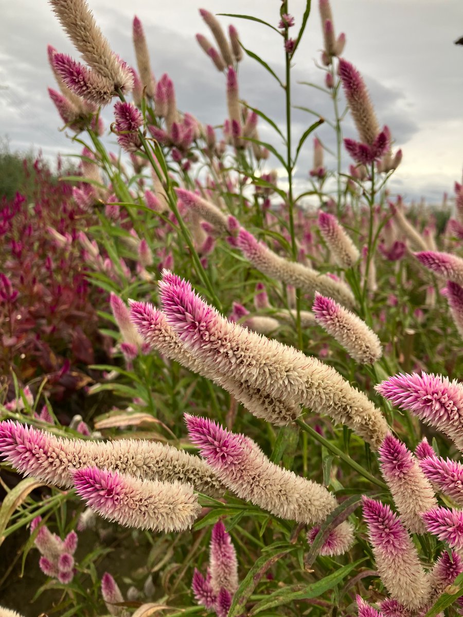 suuko111's tweet image. DelMundoでミニバラ🌹とポインセチアプリメールジングルベル買いました🔔

#DelMundo
#ミニバラ
#ポインセチアプリメールジングルベル