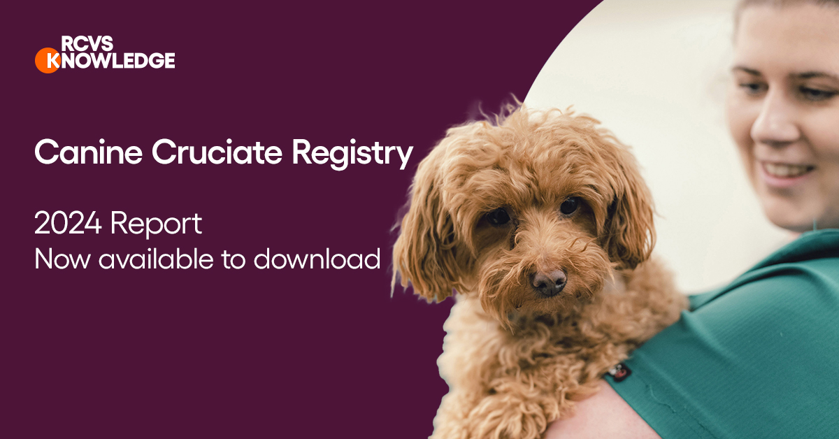 The second RCVS Knowledge Canine Cruciate Registry (CCR) report has been published, containing three years of data up to July 2024. 

Learn more by downloading the full report here: ow.ly/Bu2750Uhrsf