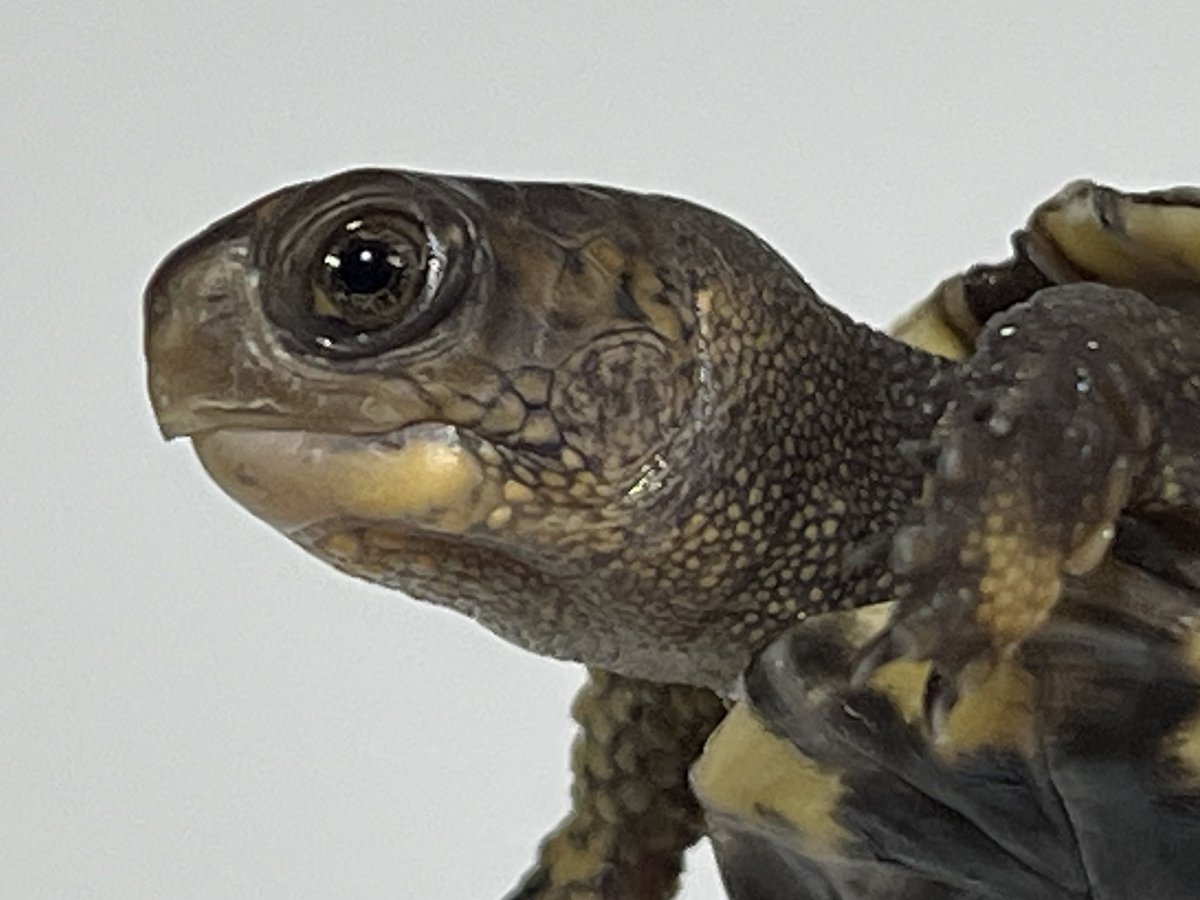 トウブハコガメ(黒血統S❷)

ブラックタイプのワイルド血統の
トウブのベビー

こちらも顔の模様がいい感じ✨

黄色みは薄いが、皮膚の奥には
ほんのり白が潜んでいる？⚪️

#トウブハコガメ
#ブラックトウブ
#カロリナハコガメ 
#ハコガメ
#Easternboxturtle 
#Terrapenecarolinacarolina