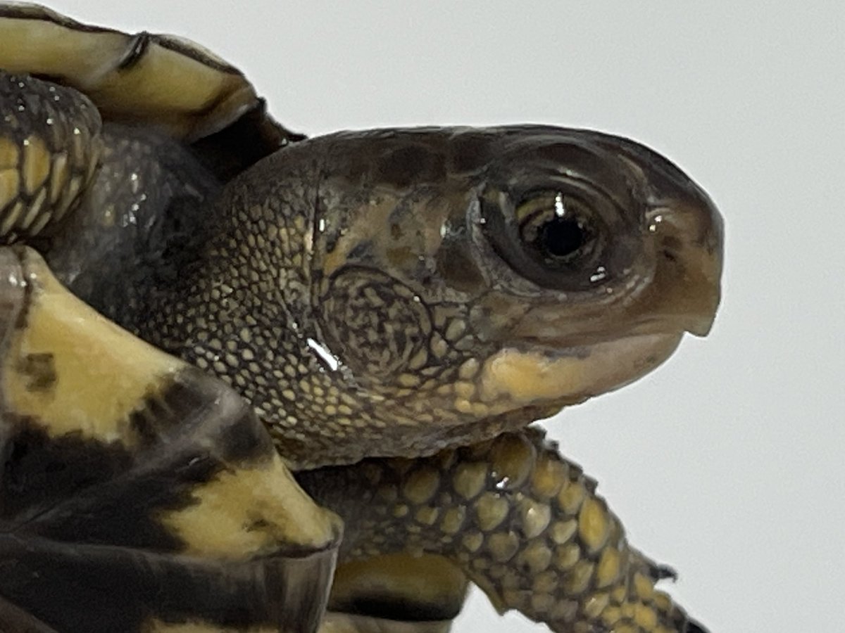 Tortoise_Farm's tweet photo. トウブハコガメ(黒血統S❷)

ブラックタイプのワイルド血統の
トウブのベビー

こちらも顔の模様がいい感じ✨

黄色みは薄いが、皮膚の奥には
ほんのり白が潜んでいる？⚪️

#トウブハコガメ
#ブラックトウブ
#カロリナハコガメ 
#ハコガメ
#Easternboxturtle 
#Terrapenecarolinacarolina https://t.co/F5B4V71kTi