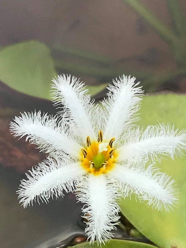 Untamedpath's tweet photo. "Floating snowflake, nature's delicate wonder." #waterlily #Nymphoides #pondlife #naturephotography #floralbeauty #serenity https://t.co/XGTQXZ7o8m