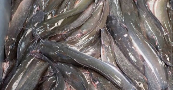 Farijan20's tweet photo. Selasa, 26-11-2024 Parijan, S. St. Pi LuhkanKab. Kebumen SatminkalBPPPTegal Pendampingan panen ikan Lele Pokdakan Karang Jambe Mandiri berat 50kg harga Rp. 20.500,-/kg
#GiatLuhkanSatminkalTegal
#BPPSDMKP
#PuslatluKP
#luhlapor
#dlhkp https://t.co/4hpprXrMyP