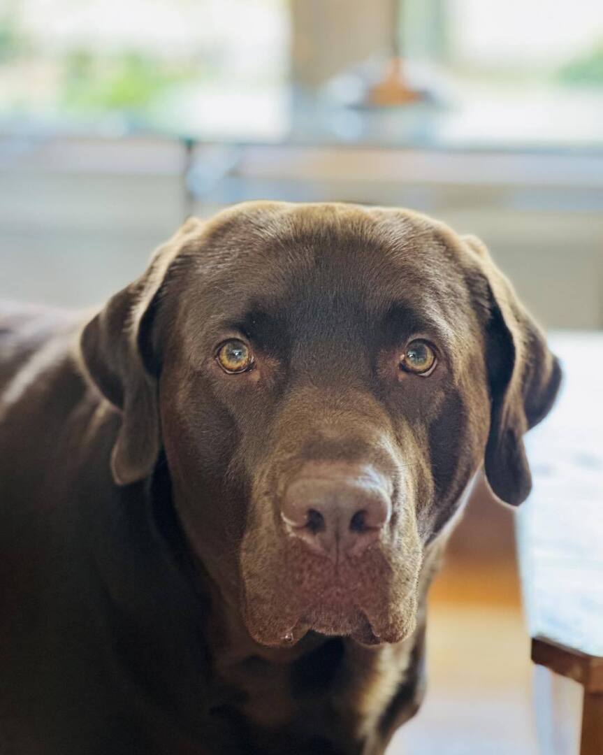 EducatorGran's tweet photo. Piercing but loving gaze, my grandpup is eager to share whatever I’m feeling. #animallove #soulful_moments #loveyou https://t.co/tWDlZFX7d8 https://t.co/arzVlR1m4w