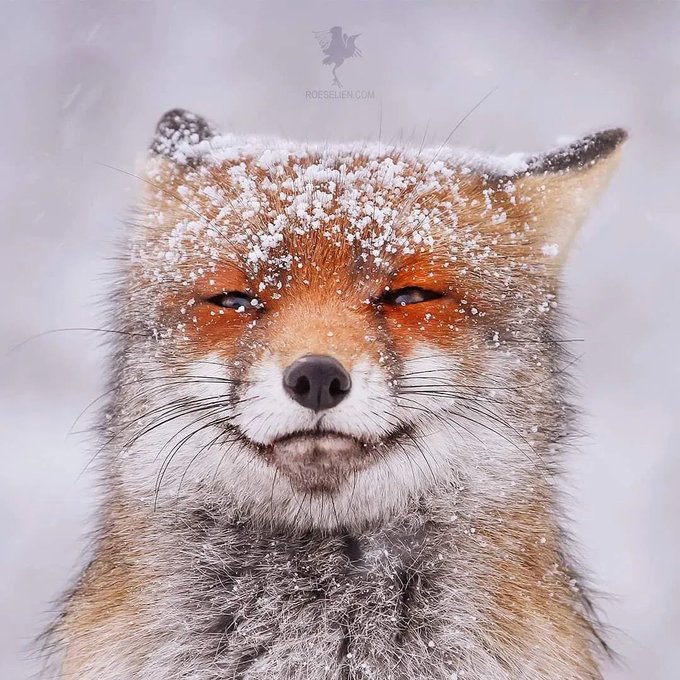 Just a chill fox.