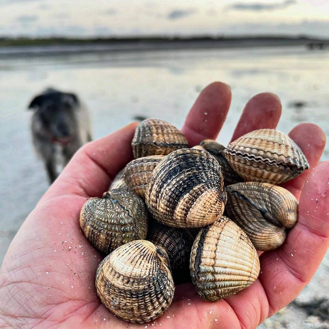 markwildfood's tweet photo. Cockles!
🦪🐚🦀🦪
Perhaps not the most glamorous of shellfish, but I love them.
We are lucky to have vast cockle beds around Wigtown Bay and the Solway Firth. Many of these have been closed to commercial cockle pickers for some years, but there is no pro… https://t.co/mHvwr14mwv https://t.co/7GwCzK9ARr