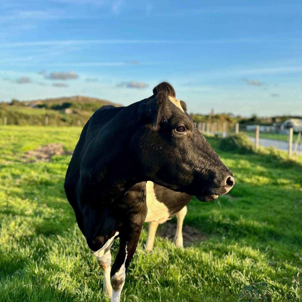 Trink Dairy tweet media