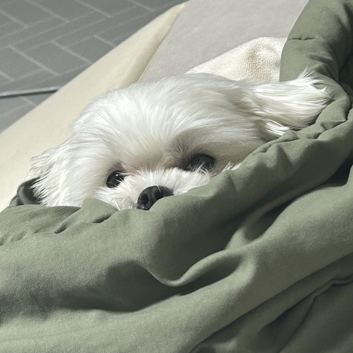 ihavejen_S2's tweet photo. 따끈따끈 강아디 https://t.co/sWAsY3UvAe