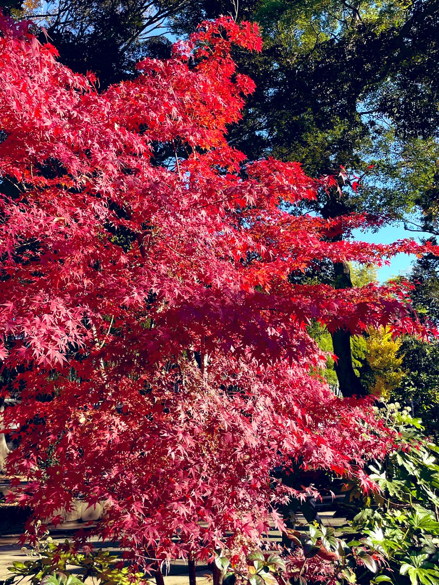 hanawanta's tweet image. While walking with our dogs, the vivid red and yellow leaves delighted us. We completely admired the autumn leaves.
Walking with the dogs always teaches me of the changing seasons.

#紅葉
#twingish #grammarhelp