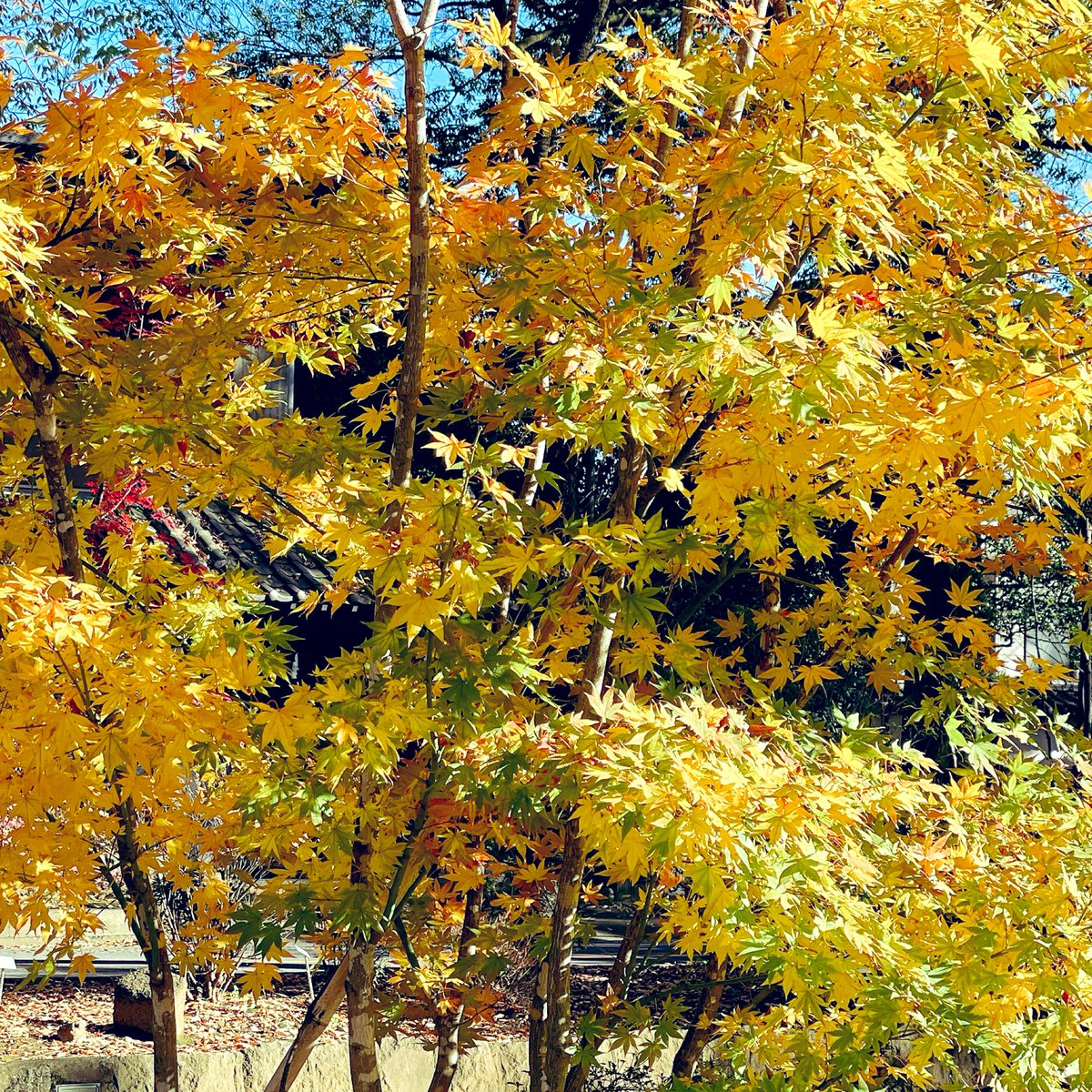 hanawanta's tweet image. While walking with our dogs, the vivid red and yellow leaves delighted us. We completely admired the autumn leaves.
Walking with the dogs always teaches me of the changing seasons.

#紅葉
#twingish #grammarhelp