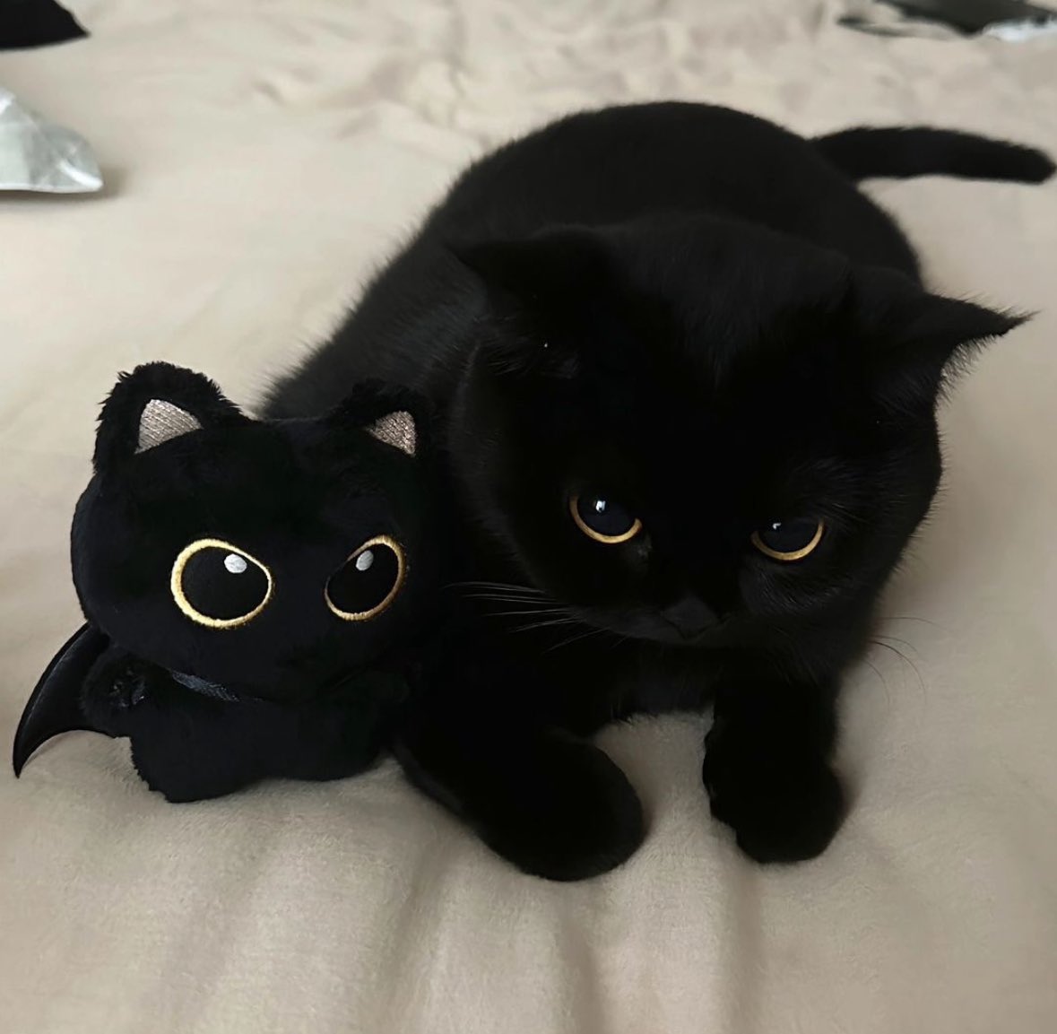 Black cats are not bad luck tweet media