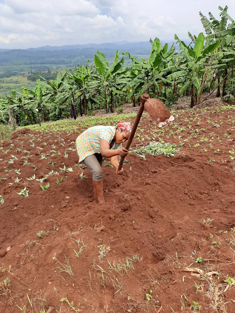 N_SmartFarmer's tweet photo. Respect to #farmers
#Mounding and #Ridging tillage are the most important method for roots and tubers cultivation as it allow them to grow bigger and taller under the soil surface. It also play crucial role in #soilconservation and #ErosionControl as well.
#WomenInAgriculture https://t.co/lKu5DGO63s