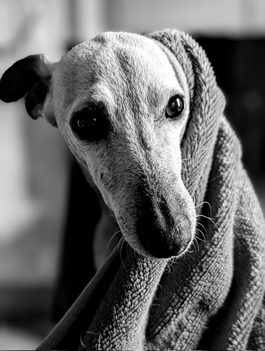 MonsieurNavaron's tweet image. Et bien non Selfie 🐕, pas de #PrimeDeNoël pour nous, on est pas dans la catégorie #cassos ( fraudeurs pour un certain nombre ).