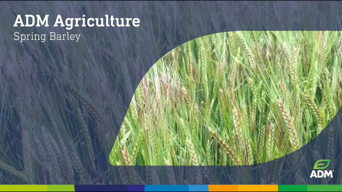 ADMAgriculture's tweet image. Planning to sow #springbarley? Join Dave Cooper, Head of #Seed at #ADMAgriculture, as he explores the spring barley portfolio and discusses #2025 buyback contract opportunities youtu.be/NVCwon90QOA 🌱🌾