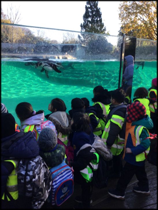 Year 1 had an incredible time at Chester Zoo yesterday! They were so excited to see all the fascinating animals. 🦁🐘🦒#EducationwithCharacter