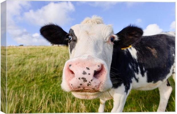 Todays' dilemma: do I save the planet by eating unfarty cow products filled with carcinogens, or avoid the carcinogens by eating organic, in which case I might live long enough to freeze to death?