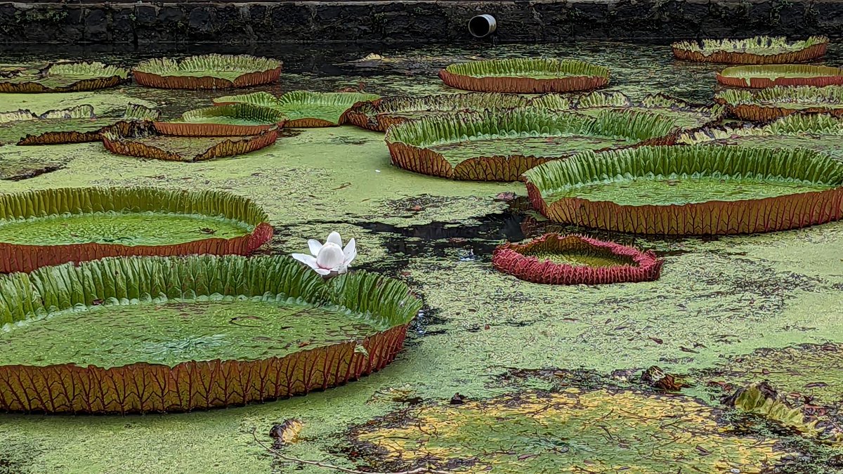 Broadplace tweet media