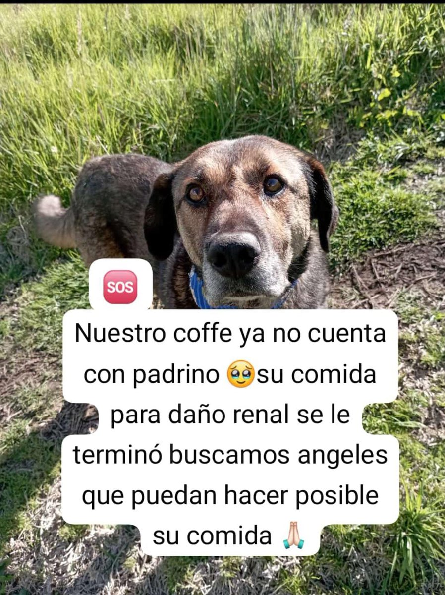 angeles_sinvoz's tweet photo. Seguimos por aquí tenemos perritos como coffe que requieren de comidas especiales por su salud y es muy duro fallarles lleva ya una semana sin su comida y se juntaron tantas nesesidades 🥹si desean en físico cualquier marca que sea para daño renal o nequi y daviplata 3106879758 https://t.co/MYw8JaqaSL