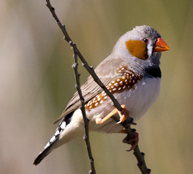 Miss Plume 🪶 (@leplumeux) on Twitter photo Vous saviez que le stress, c'est communicatif chez l'humain ?
Eh bien chez les oiseaux, c'est pareil ! Nouvelle étude sur les diamants mandarins ici : royalsocietypublishing.org/doi/10.1098/rs… Vous saviez que le stress, c'est communicatif chez l'humain ?
Eh bien chez les oiseaux, c'est pareil ! Nouvelle étude sur les diamants mandarins ici : royalsocietypublishing.org/doi/10.1098/rs…