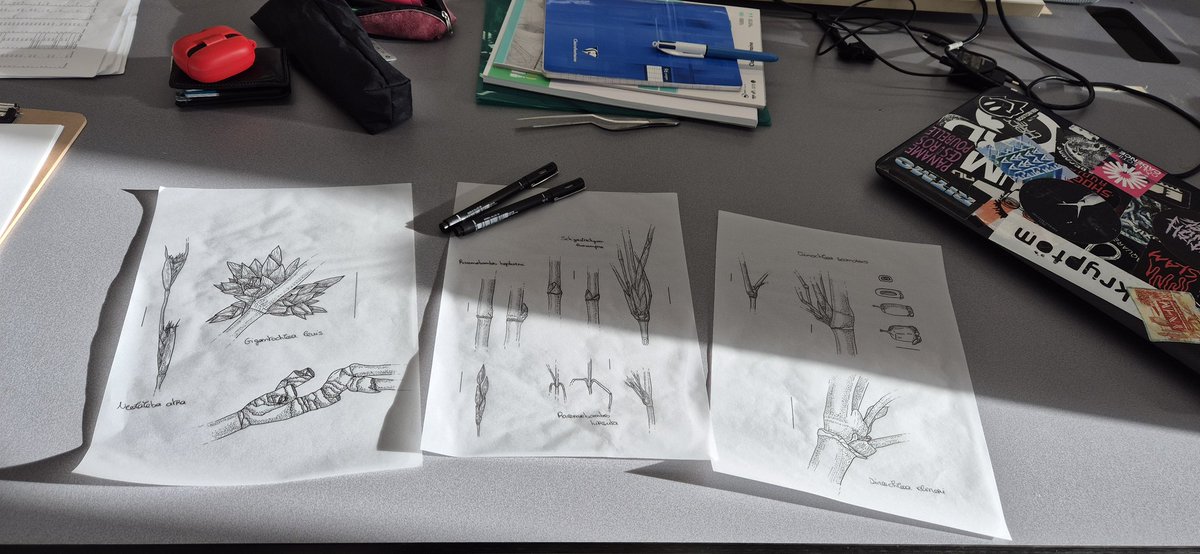 First visit to the Leiden herbarium, exploring the extensive collections of grasses from Southeast Asia! It’s such a pleasure to return to taxonomy after long months of computer analyses. I even tried sketching, although the result doesn’t quite match the joy it brought me 😅