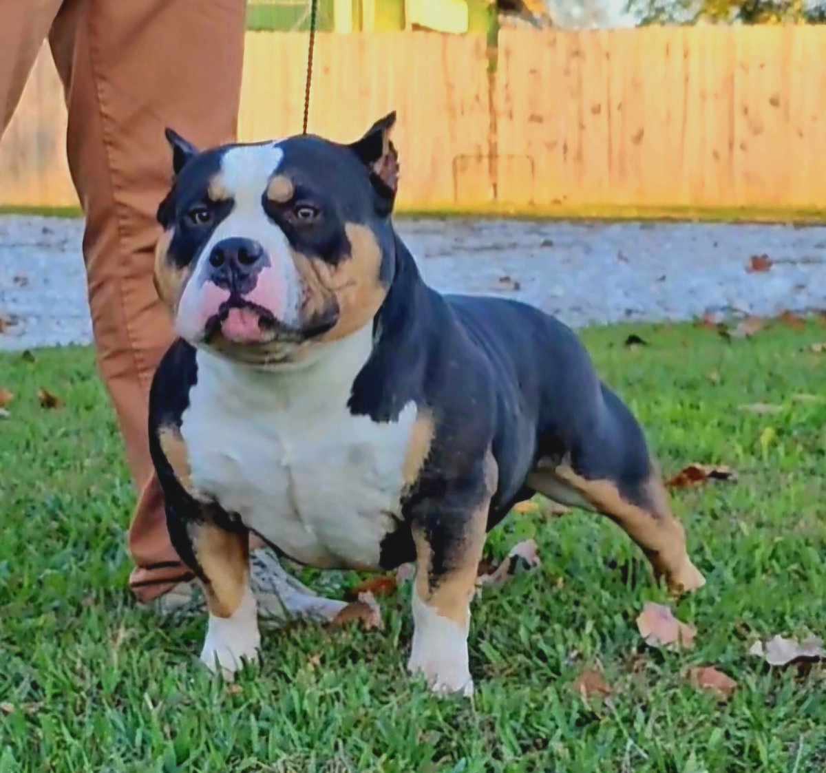 TriStarBullyz's tweet photo. Tristar Bullyz Barney Rubble ❌️ 
Tristar Bullyz Pistol Annie 🔫 
This guy is available to approved 🏡. He loves 🛋, 🚿, 🐕 , 🐈 😊. Year and a half old. Utd on shots and health checks‼️
#tristarbullyz #mansbestfriend #breakingout #barneyrubble #bully #bullydog #tennessee #Trump https://t.co/AuaqFtLeAB