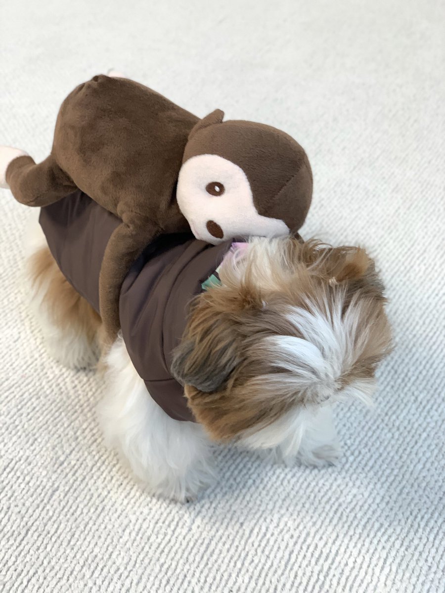 네모시츄 앵두짱 tweet media