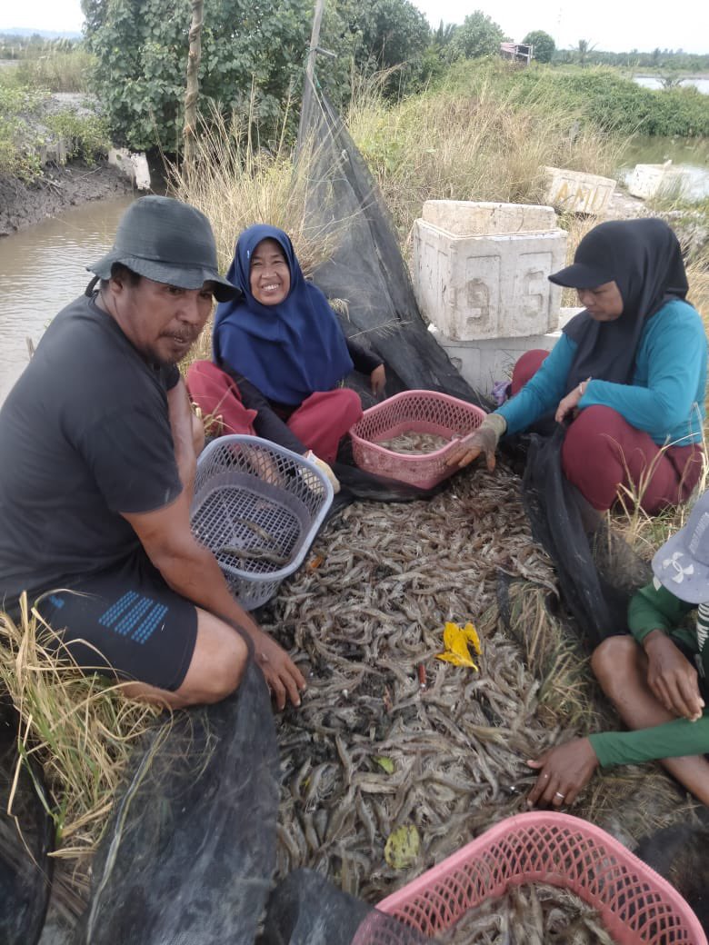 ammank_thoogie's tweet photo. Selasa (19/11), Andi Arman, Luhkan Kab. Pasangkayu, di Pokdakan Maju Bersama Ds Pajalele, mendampingi Panen Udang Vaname, Tradisional, Sebanyak 150 kg, Luas Tambak 20.000 m2, bobot panen  12gr, harga 45.000/kg #GiatLuhkanSatminkalMaros #Pasangkayu #Panen https://t.co/wjTrECylVw