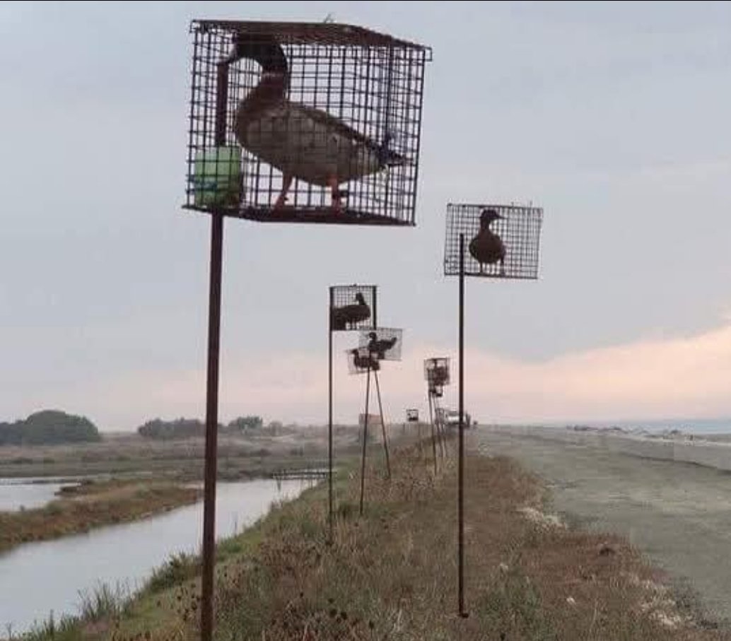 CWitvrouwen's tweet image. When it comes to hobby hunting, there are almost no limits to the perversions with animals. Here, live ducks desperately scream in their cages, and their cries for help attract free ducks, who then fly over the territory of captive species to be shot.